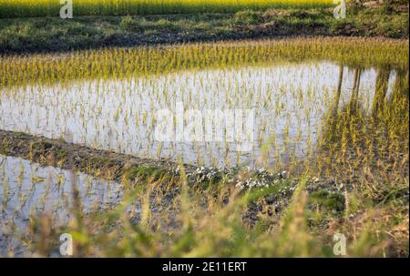 Champ de riz nouvellement planté dans le village Banque D'Images