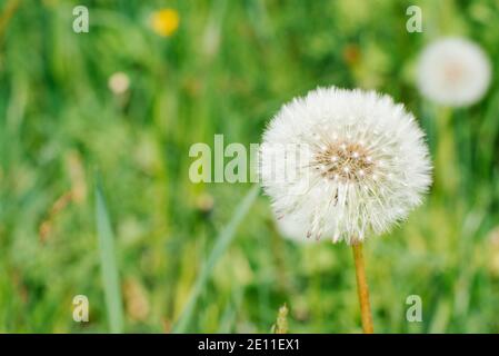La fleur de pissenlit pousse dans l'herbe verte au printemps. Copier l'espace Banque D'Images