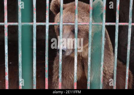 Un ours brun se trouve dans une cage au zoo. Banque D'Images