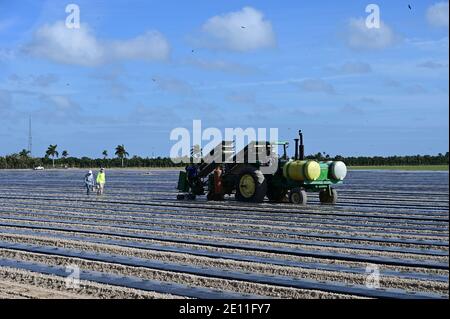 Homestead, Floride - le 2 janvier 2021 - la plantule mécanisée plante des champs le matin ensoleillé de l'hiver. Banque D'Images