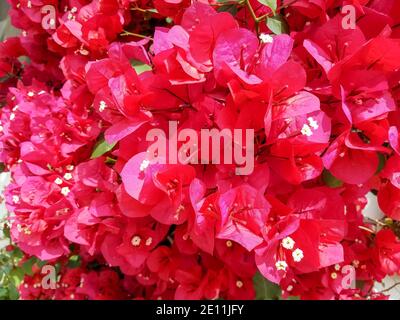 Gros plan sur une fleur Bougainvillea rouge vif pour les paysages et les fonds floraux. Banque D'Images