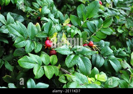 Fruit mûr sur un rosehip buisson. Banque D'Images