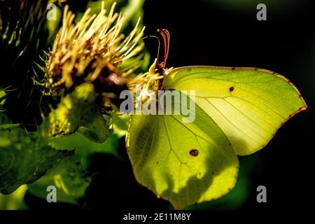 Papillon de brimstone sur UNE fleur d'UN Thistle de chou Banque D'Images