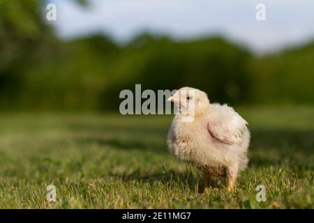 Petite poussin debout sur l'herbe en Turquie Banque D'Images