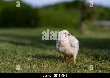 Petite poussin debout sur l'herbe en Turquie Banque D'Images