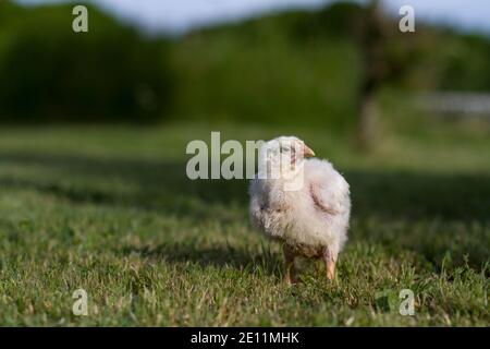 Petite poussin debout sur l'herbe en Turquie Banque D'Images