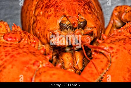 homarus cuit, Homarus americanus Banque D'Images