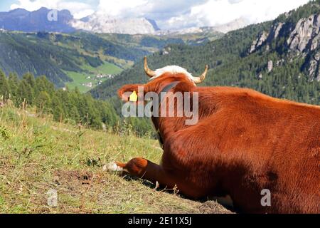 Une jolie vache avec des cornes et une cloche avec dans le Montagnes de l'Italie Banque D'Images