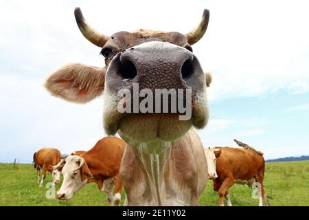 Jolies vaches laitières avec cornes et cloches sur un pâturage en bavière Banque D'Images