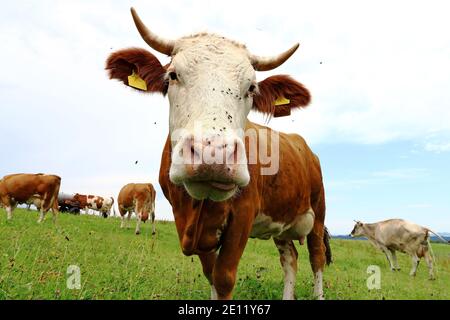Jolies vaches laitières avec cornes et cloches sur un pâturage en bavière Banque D'Images