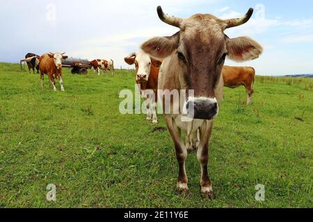 Jolies vaches laitières avec cornes et cloches sur un pâturage en bavière Banque D'Images