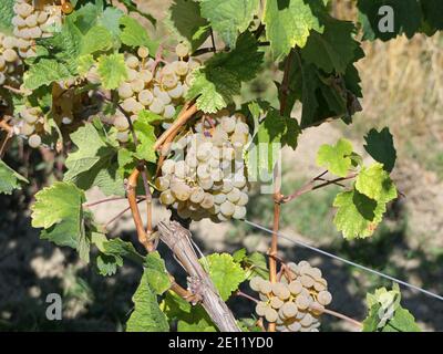 Raisins mûrs doux suspendus dans UN Vine dans le district de winegaring Rhinehesse en Rhénanie-Palatinat, Allemagne Banque D'Images