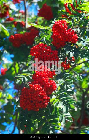 Un arbre américain de frêne de montagne (Sorbus americana) avec des grappes de baies rouges qui couperent sur les branches. Banque D'Images