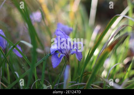Bel iris dans le jardin après une pluie Banque D'Images