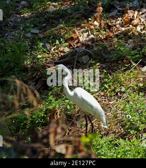 Aigrette Casmerodius albus, commune, le long du ruisseau d'Alameda, l'East Bay Regional Park District, EBRP, Union City, CA, Californie, USA, Banque D'Images