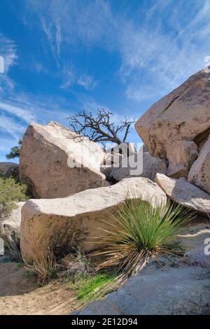 Énormes rochers déchiquetés et arbre mort au Joshua Tree National Parc en Californie Banque D'Images