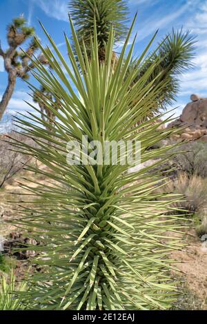 Gros plan d'une plante avec de longues feuilles vertes lisses Au parc national de Joshua Tree Banque D'Images