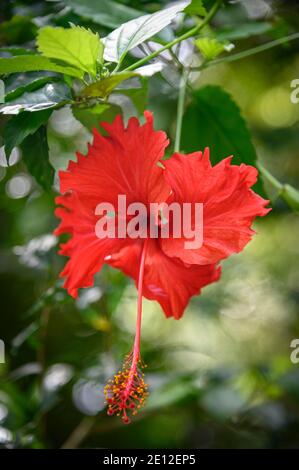 Fleur d'hibiscus rouge Banque D'Images