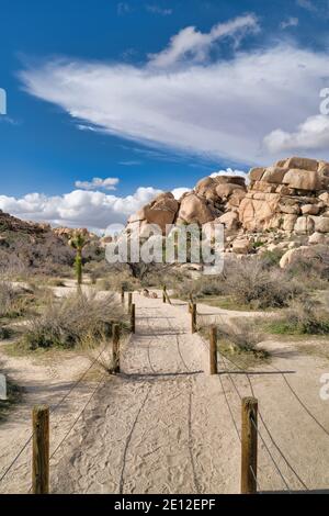 Sentier de randonnée de la nature dans le désert de la Californie à Parc national de Joshua Tree Banque D'Images