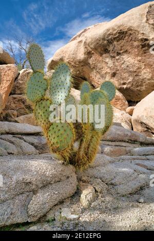 Cactus avec feuilles vertes rondes et épines aiguisées à Joshua Parc national Tree Banque D'Images