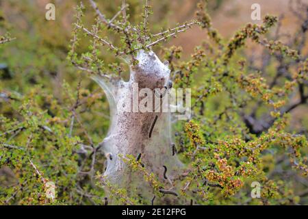 Insectes avec des nids de soie blanche construits sur des arbustes à Joshua Parc national Tree Banque D'Images