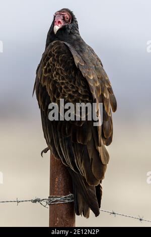 Turkey Vulture perchée sur un poteau de clôture barbelé et regardant la caméra. Banque D'Images