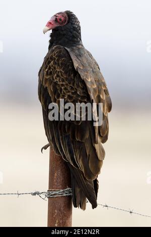 Turkey Vulture perchée sur un poteau de clôture barbelé et regardant la caméra. Banque D'Images