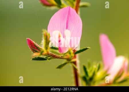 Spity Restharrow, plante médicinale avec fleur Banque D'Images