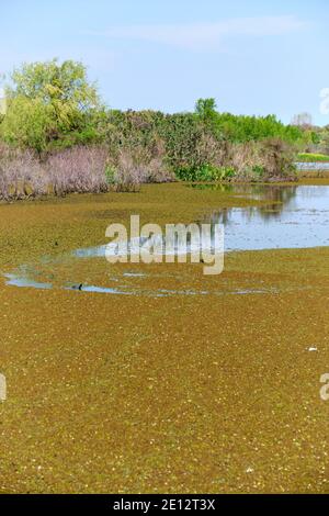Paysage aquatique : lagune de la Réserve écologique de Costanera sur, à Buenos Aires, en Argentine, le matin ensoleillé du printemps. Banque D'Images