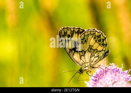 Papillon blanc marbré sur Knautia Banque D'Images