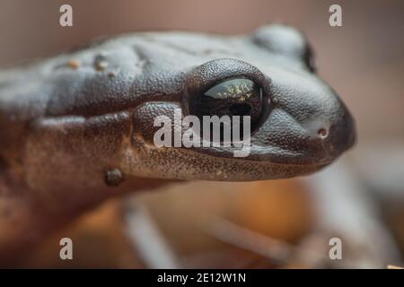 Un gros plan de l'œil et du visage d'une Ensatina de l'Oregon (Ensatina scholtzii oregonensis) des forêts de séquoias du comté de Mendocino, en Californie. Banque D'Images