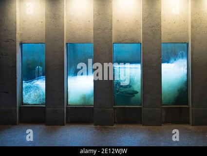 L'échelle à poissons, avec des saumons coho matures qui retournent frayer à la station piscicole de la rivière Capilano, à North Vancouver, en Colombie-Britannique (C.-B.), au Canada. Banque D'Images