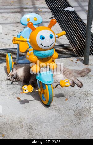 Un chat à fourrure paresseux dorme sous un vélo tout-petit dans la rue pendant le soleil du milieu de l'après-midi, Singapour Banque D'Images