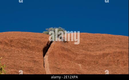 Uluru Australie centrale. L'énorme monolithe de grès Uluru dans le parc national Uluru-Kata Tjuta territoire du Nord, Australie. Banque D'Images