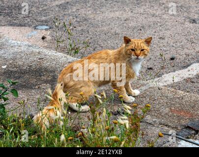 Chat Banque D'Images