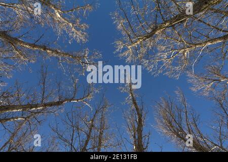 Vue sur une forêt de peupliers noirs pendant sur un ciel bleu. Prise de vue à angle bas. Banque D'Images