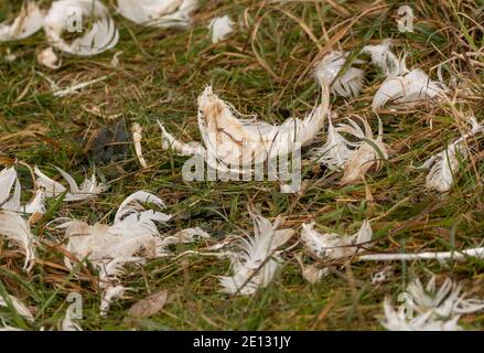 Plumes de cygne dans les prairies Banque D'Images