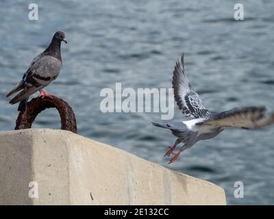 Deux oiseaux.Pigeons au bord de la mer, un oiseau perché sur une poignée de Hanbar rouillée et un qui vole du bloc de béton, fond de l'océan Banque D'Images