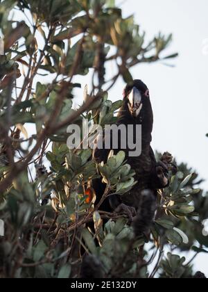 Cockatoo noir à queue jaune, peut-être mâle car il a un anneau rose pour les yeux et un bec supérieur noir gris, se nourrissant sur les buissons de Banksia au bord de la mer Banque D'Images