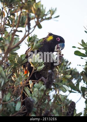 Un mâle Black Cockatoo à queue jaune, oiseau indigène australien, mangeant la noix ou les graines des buissons de Banksia au bord de la mer, ciel bleu, Australie Banque D'Images