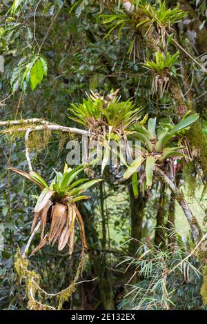 Bromelia dans la Serra dos Orgaos dans l'État de Rio de Janeiro au Brésil, vue de côté Banque D'Images