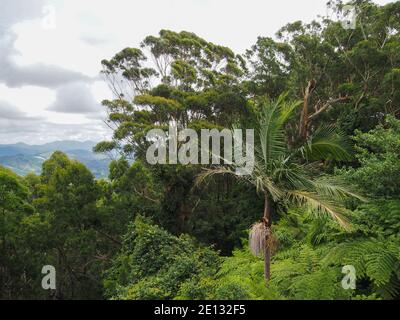 Un palmier et des fougères parmi les Eucalyptus Gum dans le paysage Bush australien, collines et nuages lointains, Coffs Harbour NSW, Australie Banque D'Images