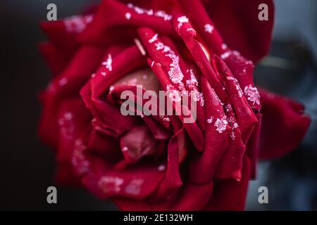 La rose rouge est recouverte de gel le matin tôt gelé. Banque D'Images