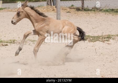 Petit nouveau-né jaune foal. Il a galopé instable pour la première fois dans le sable Banque D'Images