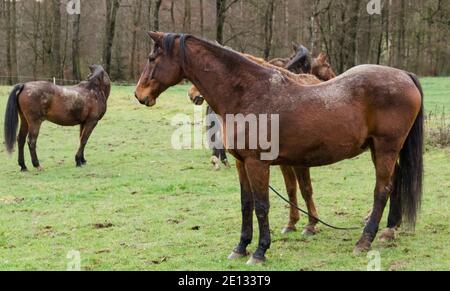 Trois chevaux bruns domestiques (Equus ferus caballus), Sportpferd, Turnierpferd, vue frontale, à la campagne, Allemagne, Europe occidentale Banque D'Images