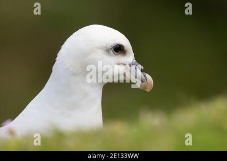 vue latérale gros plan naturel du nord de l'arctique fulmar (fulmarus glacialis) Banque D'Images