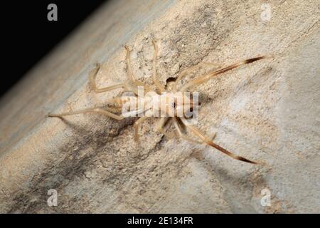 Solifuge ou araignée de chameau avec tuer, araignée de vent / Jaisalmer romain rouge, Rajasthan, Inde Banque D'Images