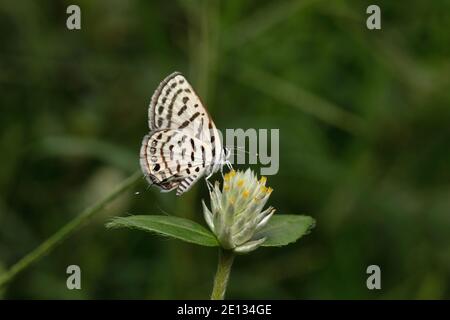 Pirot tacheté, Tarucus callinara, Panna, Madhya Pradesh, Inde Banque D'Images