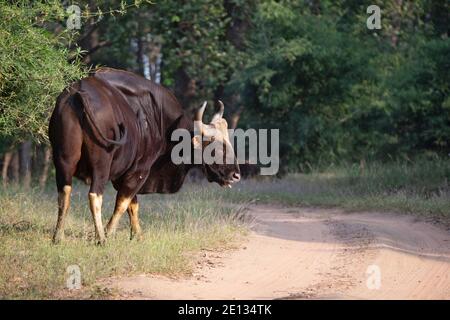 Indian Gaur, Bos Gaurus, Bandhavgarh Tiger Reserve, Madhya Pradesh, Inde Banque D'Images