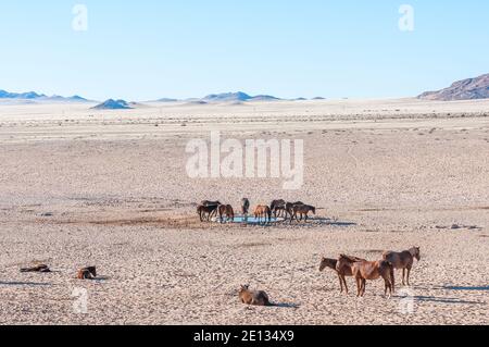 Une vue sur les chevaux sauvages du Namib au Trou d'eau à Garub près d'Aus Banque D'Images